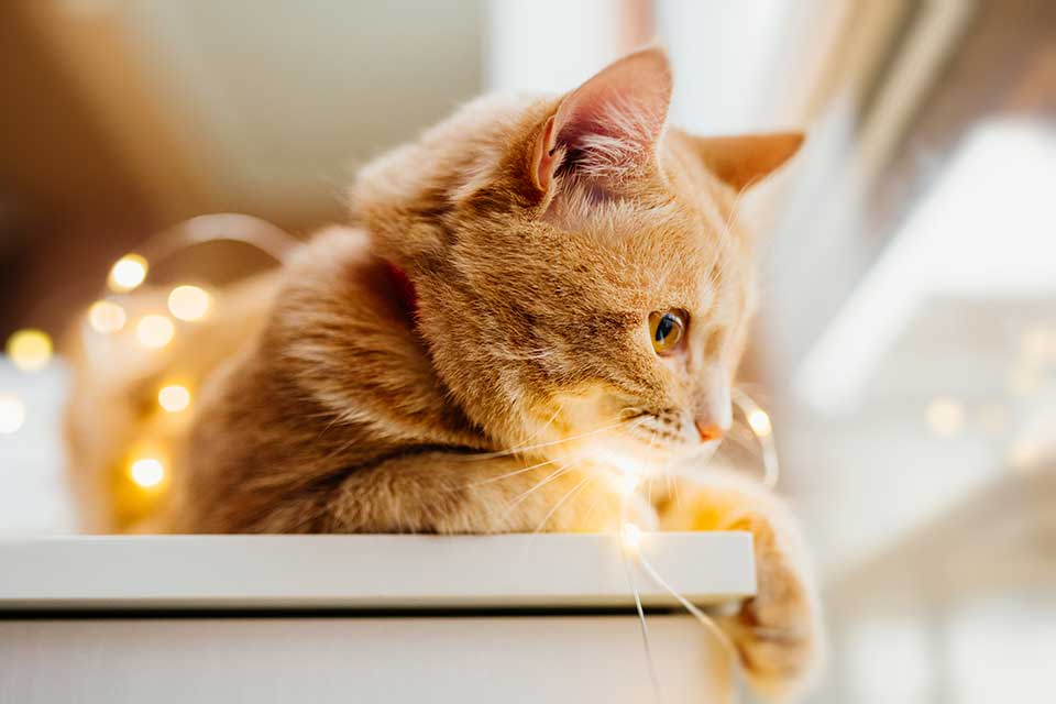 تابلو گربه زرد